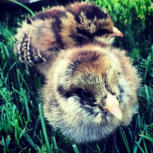 A week ago I brought home these little babies. Nothing makes you realize the beauty of life quite like a baby chick.